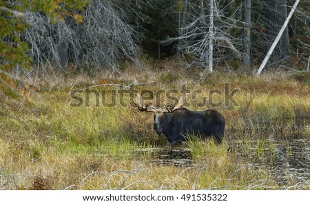 Bull Moose with huge antlers Alces alces grazing in a pond in Algonquin Park, Ontario, Canada in autumn