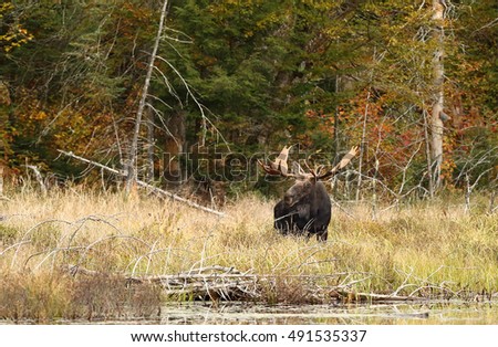 Bull Moose with huge antlers Alces alces on edge of a pond  in Algonquin Park, Canada in autumn