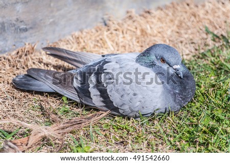Grey pigeon bird laying on grass on a bright summer day