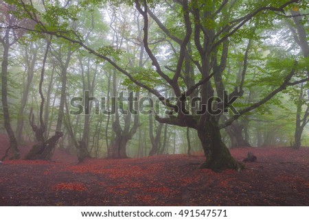 Autumn morning in Crimea. Mysterious forest in fog.