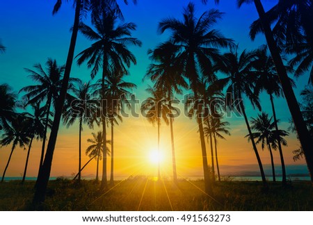 Silhouette coconut palm trees on beach at sunset. Vintage tone. Royalty-Free Stock Photo #491563273