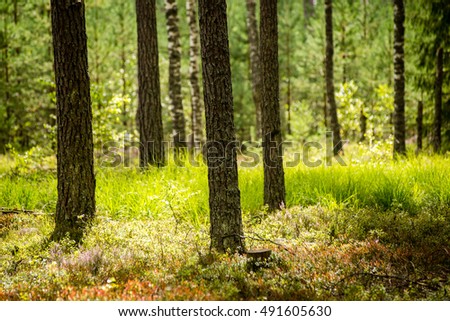 Misty morning in the woods. forest with tree trunks, sun and rays of light