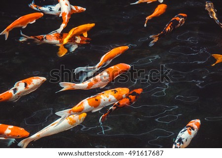 Abstract swimming  Koi Carp Fishes Japanese  (Cyprinus carpio) beautiful color variations used as background illustration