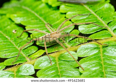  Nursery Web Spider (Pisaura mirabilis) crawling on a green leaf isolated with dark and black background