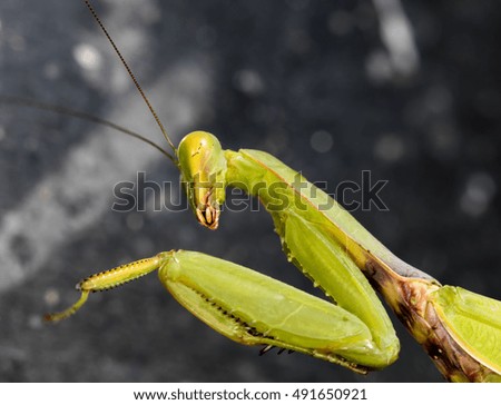 large female of the mantis