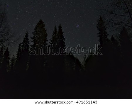 Bright stars shining over the forest