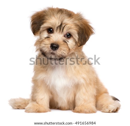 Cute havanese puppy dog is sitting frontal and looking at camera, isolated on white background Royalty-Free Stock Photo #491656984