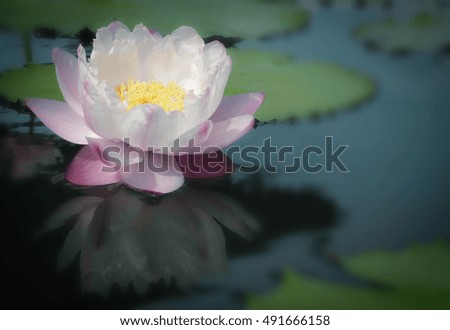 beautiful lotus flower in blur style for background