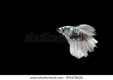 Isolated  White Betta fish with black background
