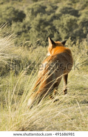 Red Fox Standing on the Grass with His Back to the Camera