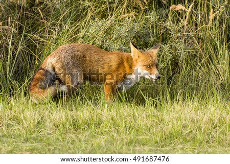 Red Fox Standing on the Grass
