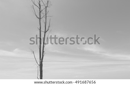Tree dry alone have the sky and clouds background,tree position left picture for space add text and design free space 