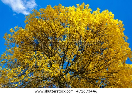 Krone of Autumn tree with yellow leaves against the blue sky