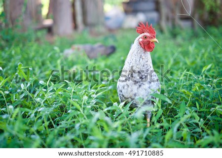 Chickens Roam freely in Grass green.