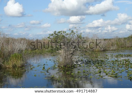 Typical Wetland in Florida