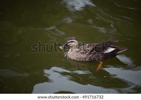 Duck bird swimming on lake
