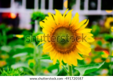 Blur Sunflower field