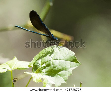 damselfly insect resting on leaf