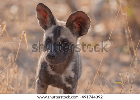 african wild dog endangered mammal