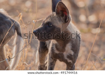 african wild dog endangered mammal kruger national park south africa