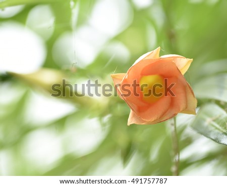 Closeup Image of kaner flower