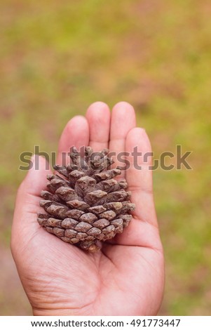 pinecone in female hands vintage styie