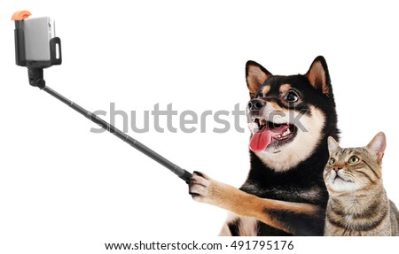 Funny dog and cat taking selfie on white background.