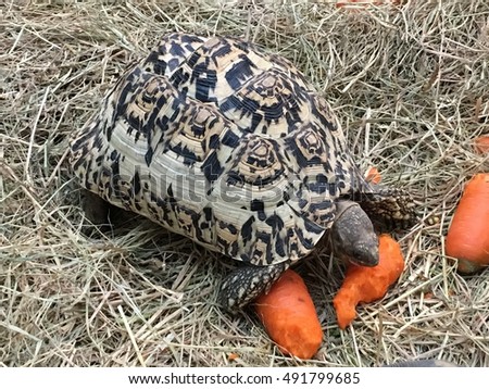 Turtle eat carrot
