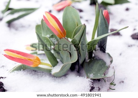 tulips under the snow