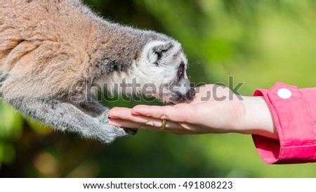 Lemur is eating special food from human hands - Selective focus