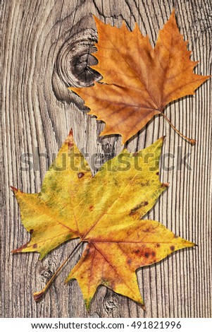 Dray Maple Leaves On Old Knotted Wooden Garden Table