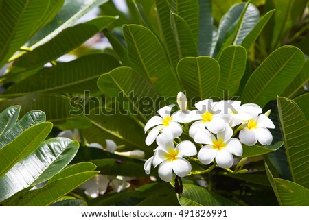 White Plumeria flowers with green elves background.