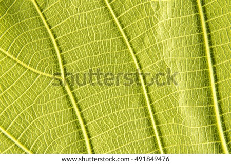Leaf fibers background