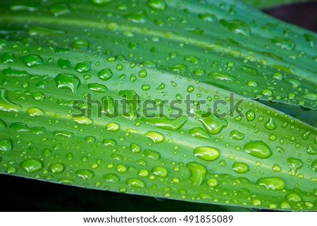 Leaf in the rain. Tropical plant leaf macro photo. Green leaf with water drops closeup. After the tropical rain. Fresh natural image for wallpaper, background, card or banner template. Clean ecology