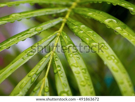 Green leaves with water drops. Tropical plant leaf macro photo. Palm tree leaf with water drops closeup. Fresh natural image for wallpaper, background, card or banner template. Botanical picture