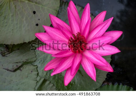 Red Lotus Flower in The Lake.