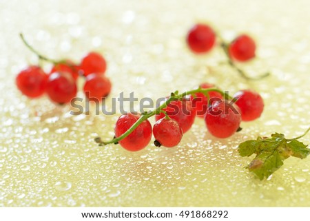 Sprig of red currant with drops on a pale yellow background.