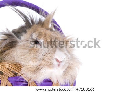 Easter rabbit in basket