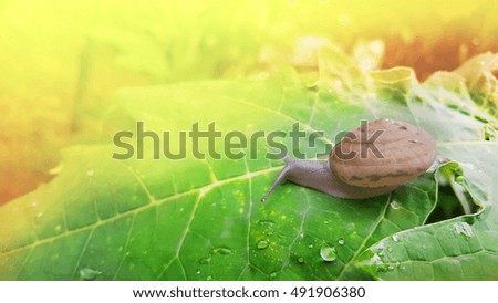 snail shell in nature background
