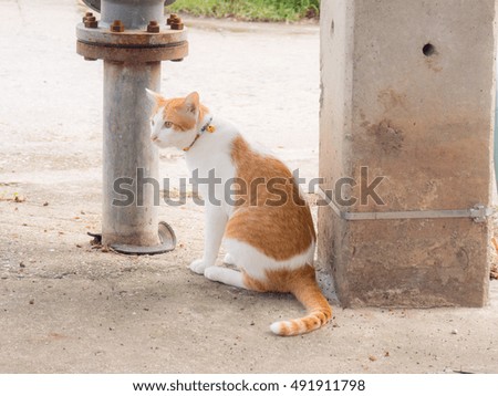 Cat, side the electric pole

