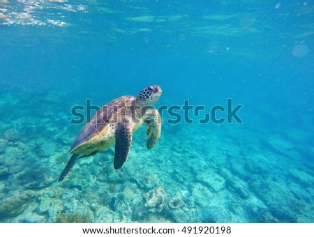 Sea turtle in blue water. Green sea turtle diving in coral reef. Sea tortoise portrait. Green turtle swims in sea. Snorkeling with turtle in lagoon. Aquatic image for banner template  with text place