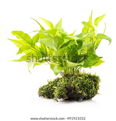 Houseplant and fern with moss on wood for aquarium decoration isolated on white background