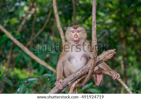 The female monkey sitting on branch and looking straight on by surprise.