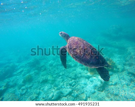 Sea turtle in oceanic water. Green sea turtle diving in coral reef. Sea tortoise. Green turtle swims in sea. Snorkeling with turtle in lagoon. Aquatic image for banner template  with text place