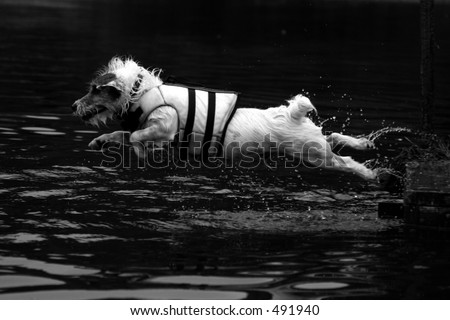 dock diving jack russell terrier