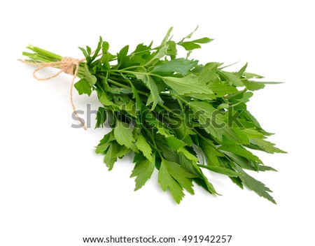 Lovage, Levisticum officinale. Isolated on white backgrounbd. Royalty-Free Stock Photo #491942257