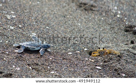 sea turtle hatchlings arriving the sea
