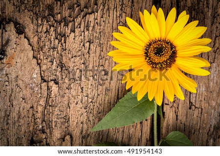 Sunflower (Helianthus annuus) on a vintage wooden background