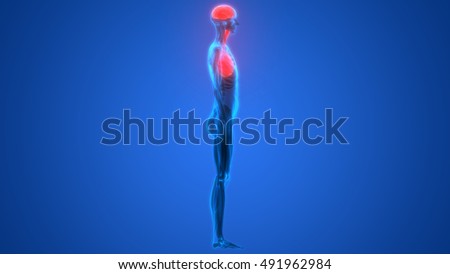 Human Organs Lungs and Brain with Muscles Anatomy. 3D