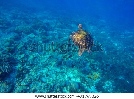 Sea turtle in deep blue water. Wild sea turtle diving to sea bottom. Sea tortoise. Green turtle swims in sea. Snorkeling with turtle in lagoon. Marine image for banner template or card with text place